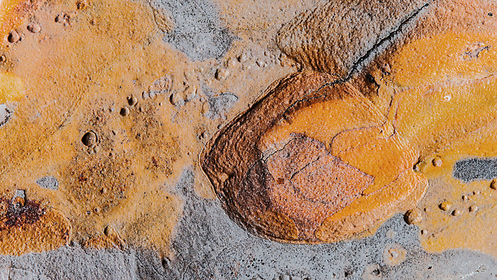 포토 JPG 해외이미지 나무 백그라운드 오렌지 자연 사람없음 목재 가로 컬러풀 갈색 검은색 어둠 회색 흰색 거친 질감 나무껍질 안심 울퉁불퉁 해외202004 해외포토 식물 컬러 과일 재료 육류 껍질 생태계 파일형식 이미지허브