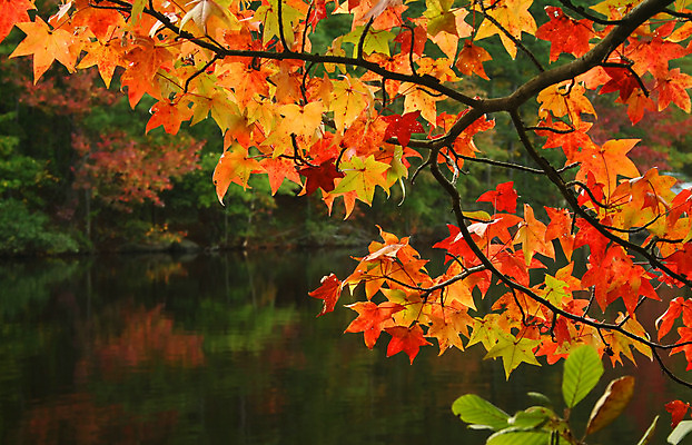 포토 JPG 해외이미지 식물 디자인 계절 백그라운드 단풍 잎 오렌지 자연 사람없음 야외 빨간색 초록색 컬러풀 갈색 노란색 환경 젖음 가을 얼룩 변화 황금 숲 9월 11월 수집 질감 10월 내추럴 엘리먼트 옛날 절정 해외202004 해외포토 컬러 컨셉 과일 날짜 생태계 파일형식 이미지허브