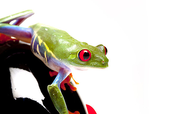 포토 JPG 해외이미지 나무 동물 응시 야생동물 오렌지 발 자연 왕관 개구리 양서류 사람없음 빨간색 초록색 컬러풀 환경 흰색 관찰 닫기 보호 왕 호기심 청개구리 고립 왕자 해외202004 해외포토 식물 시선 감정 컬러 컨셉 과일 모션 신체부위 생태계 파일형식 이미지허브