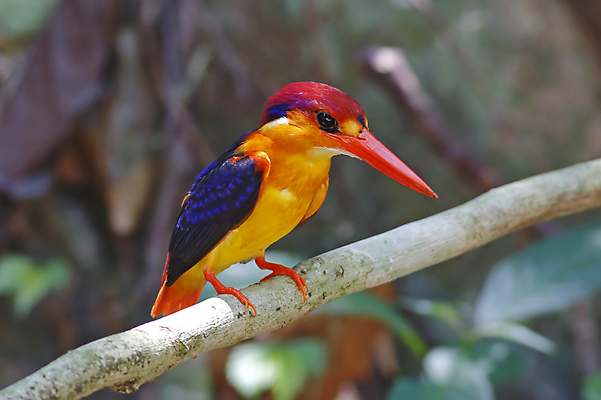 포토 JPG 해외이미지 주간 야생동물 자연 조류 사람없음 야외 아웃포커스 나뭇가지 물새 물총새 해외202004 해외포토 자연요소 나무 동물 촬영기법 생태계 파일형식 이미지허브