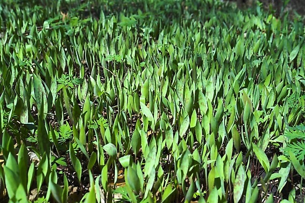 포토 JPG 해외이미지 나무 식물 계절 백그라운드 단풍 잎 밭 자연 하늘 풍경 사람없음 야외 초록색 여름 파란색 봄 성장 농촌 시골 숲 내추럴 해외202004 해외포토 컬러 농업 생태계 파일형식 이미지허브