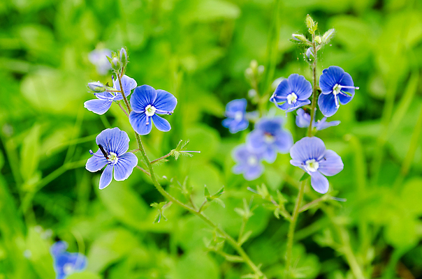 포토 JPG 해외이미지 식물 꽃잎 꽃 꽃다발 백그라운드 꽃무늬 자연 미술 사람없음 파란색 정원 봄 성장 흰색 신선 부식 질감 시트 고립 구성 영원 해외202004 해외포토 계절 컬러 무늬 문화예술 생태계 파일형식 이미지허브