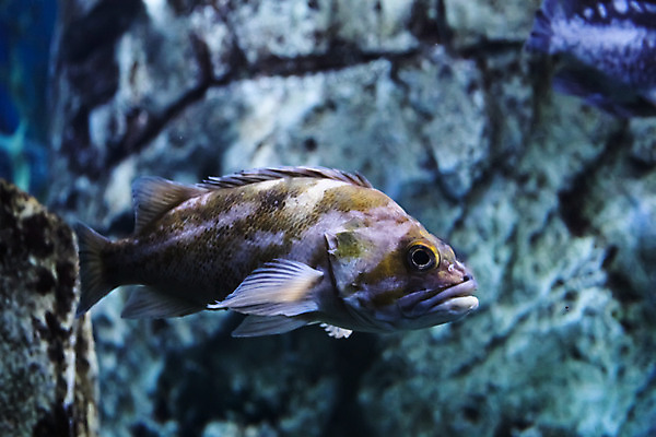 포토 JPG 해외이미지 사람없음 수중 수족관 해외202004 해외포토 파일형식 이미지허브