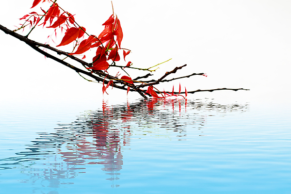 포토 JPG 해외이미지 나무 디자인 계절 백그라운드 단풍 잎 오렌지 자연 벽지 하늘 프레임 풍경 사람없음 야외 빨간색 파란색 빛 컬러풀 햇빛 맑음 가을 나뭇가지 묘사 질감 장면 10월 내추럴 엘리먼트 해외202004 해외포토 식물 컬러 과일 날씨 태양 날짜 생태계 파일형식 이미지허브