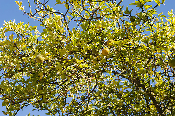 포토 JPG 해외이미지 나무 식물 음식 잎 오렌지 과일 재료 귤 사람없음 초록색 화장품 신선 향수 향기 해외202004 해외포토 컬러 뷰티 냄새 파일형식 이미지허브