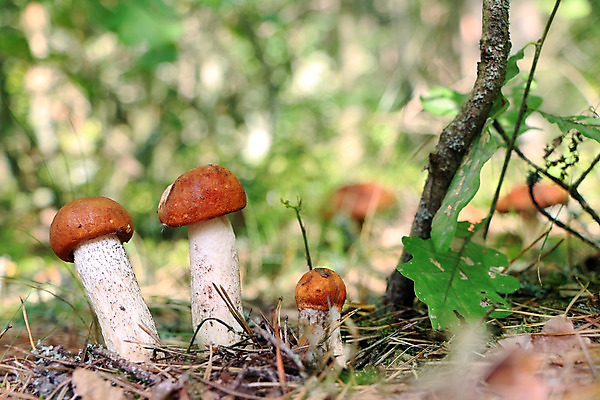 포토 JPG 해외이미지 식물 계절 음식 백그라운드 단풍 다이어트 채소 오렌지 자연 건강 이끼 사람없음 목재 초록색 여름 태양 식사 어둠 버섯 성장 광선 가을 흰색 신선 숲 작음 먹기 유기농 날것 내추럴 곰팡이 그물버섯 식용 캡모자 많음 해외202004 해외포토 자연요소 나무 모자_잡화 웰빙 컬러 컨셉 잎 과일 재료 모션 크기 생태계 파일형식 이미지허브