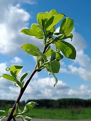 포토 JPG 해외이미지 식물 구름 계절 실루엣 하늘색 백그라운드 잎 자연 벽지 하늘 풍경 사람없음 야외 초록색 파란색 빛 웹 봄 덮개 흰색 허브 만족 질감 브런치 부드러움 천국 해외202004 해외포토 자연요소 감정 컬러 인터넷 촬영기법 식사 뚜껑 감각 생태계 파일형식 이미지허브