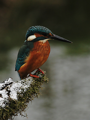 포토 JPG 해외이미지 동물 야생동물 오렌지 자연 조류 앉기 사람없음 초록색 파란색 컬러풀 나뭇가지 닫기 깃털 부리 계산서 물총새 해외202004 해외포토 나무 컬러 과일 모션 생태계 파일형식 이미지허브