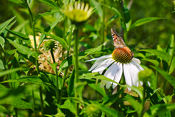 포토 JPG 해외이미지 식물 꽃잎 꽃 줄기 나비 곤충 밭 자연 잔디 사람없음 야외 초록색 여름 정원 봄 활발 들꽃 벌 데이지 해외202004 해외포토 동물 계절 컬러 컨셉 농업 생태계 파일형식 이미지허브