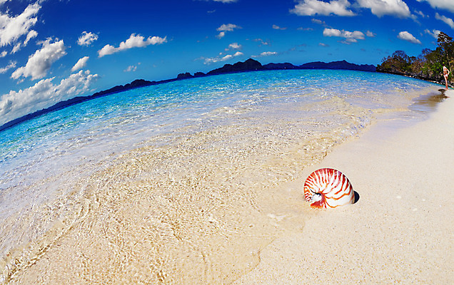 포토 JPG 해외이미지 나무 구름 여자 모래 바다 섬 여행 하늘색 자연 하늘 휴가 풍경 사람없음 야외 물 여름 파란색 맑음 침묵 껍질 만 석호 다도해 앵무조개 어안 이국적 터키석 파라다이스 해외202004 해외포토 자연요소 식물 계절 컬러 날씨 조개 사람 소리 보석 생태계 파일형식 이미지허브