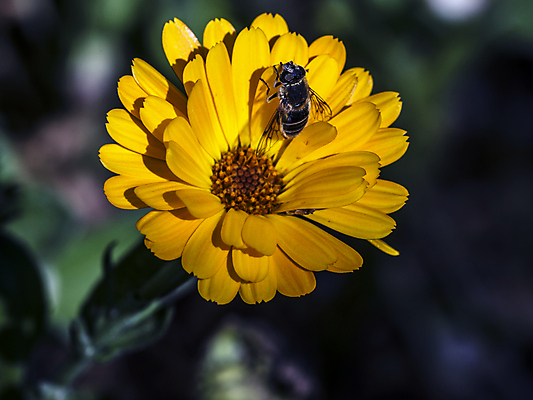 포토 JPG 해외이미지 식물 계절 꽃잎 꽃 실루엣 음식 곤충 잎 날개 오렌지 자연 날씨 사람없음 초록색 햇빛 정원 봄 활발 에너지 시골 작업 개화 맛 원예 꽃가루 고립 영양분 해외202004 해외포토 동물 컬러 컨셉 과일 촬영기법 취미 태양 가루 생태계 파일형식 이미지허브