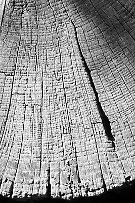 포토 JPG 해외이미지 나무 백그라운드 패턴 날씨 건조 사람없음 목재 세로 검은색 흰색 반지 닫기 해외202004 해외포토 식물 컬러 무늬 재료 장신구 모션 파일형식 이미지허브