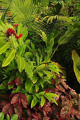 포토 JPG 해외이미지 나무 식물 꽃 백그라운드 잎 자연 풍경 사람없음 야외 초록색 환경 정원 습기 성장 황무지 숲 열대우림 내추럴 생태학 양치류 이국적 해외202004 해외포토 교육 컬러 생태계 파일형식 이미지허브