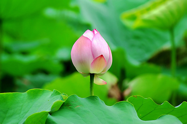 포토 JPG 해외이미지 연꽃 사람없음 눈송이 감사 해외202004 해외포토 꽃 감정 눈 파일형식 이미지허브