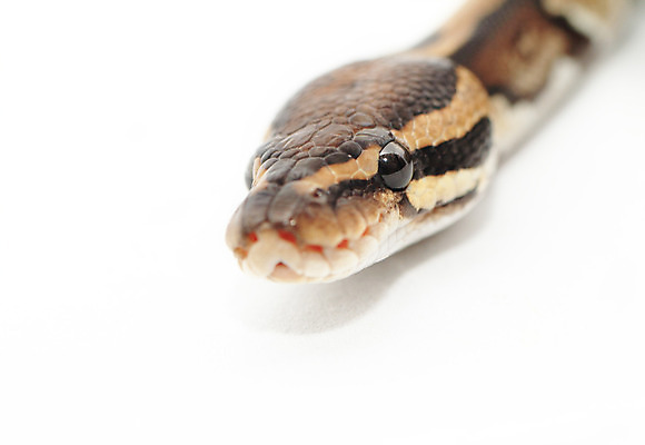 포토 JPG 해외이미지 동물 얼굴 야생동물 컨셉 패턴 공 파충류 자연 생물 저울 사람없음 반려동물 머리 전시 뱀 닫기 위험 무서움 피부 육식동물 헛간 토막 기어가기 나쁜 이국적 해외202004 해외포토 감정 무늬 모션 신체부위 생태계 저장고 파일형식 이미지허브