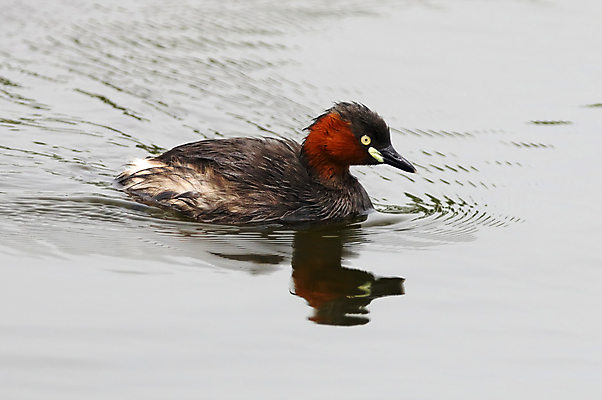 포토 JPG 해외이미지 동물 여자 남자 아시아 얼굴 야생동물 백그라운드 날개 자연 조류 사람없음 야외 가로 물 컬러풀 머리 환경 나뭇가지 닫기 깃털 꼬리 부리 서식지 생태학 이국적 해외202004 해외포토 자연요소 나무 교육 나라 컬러 모션 사람 신체부위 생태계 파일형식 이미지허브