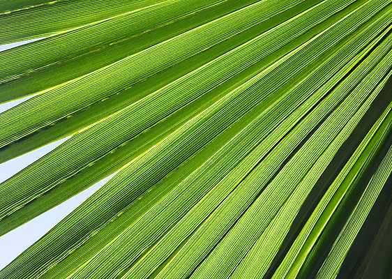 포토 JPG 해외이미지 나무 식물 백그라운드 잎 패턴 자연 벽지 추상 손바닥 사람없음 야외 가로 초록색 빛 햇빛 태양 환경 맑음 줄무늬 활발 젖음 나뭇가지 신선 투명 숲 열대우림 질감 문학 정맥 대각선 내추럴 해외202004 해외포토 자연요소 손 선 컬러 컨셉 무늬 날씨 생태계 혈관 파일형식 이미지허브