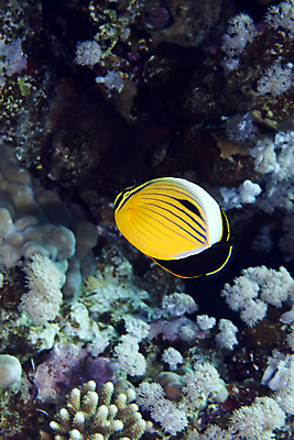 포토 JPG 해외이미지 동물 야생동물 바다 백그라운드 학교 자연 바닥 이집트 어류 사람없음 빨간색 초록색 물 파란색 빛 컬러풀 태양 환경 수중 광선 산호 아래 생태계 소금 부드러움 암초 대서양 내추럴 소금물 이국적 해외202004 해외포토 자연요소 교육 컬러 아프리카 수중동물 감각 자포동물 방향 위치 파일형식 이미지허브