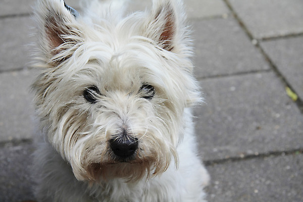 포토 JPG 해외이미지 동물 영어 놀이 잉글랜드 사람없음 반려동물 점프 회색 흰색 개 테리어 속도 사냥개 송곳니 기르기 해외202004 해외포토 문자 컬러 포유류 모션 영국 치아 돌봄 파일형식 이미지허브