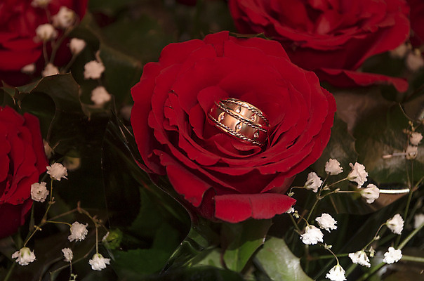 포토 JPG 해외이미지 라이프스타일 꽃 분홍색 꽃다발 결혼 백그라운드 자연 사랑 사람없음 장미 반지 원형 우아함 보석 심볼 결혼반지 다이아몬드 해외202004 해외포토 도형 식물 감정 컬러 컨셉 장신구 이벤트 생활 광석 생태계 파일형식 이미지허브