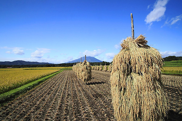 포토 JPG 해외이미지 구름 음식 백그라운드 밭 자연 하늘 밥 동양인 풍경 사람없음 야외 초록색 파란색 농장 농경지 황금 낟알 땅 유기농 해외202004 해외포토 자연요소 웰빙 컬러 농업 인종 생태계 파일형식 이미지허브