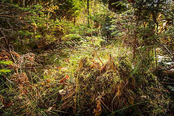 포토 JPG 해외이미지 식물 자연 아침 동화 그림자 이끼 풍경 사람없음 야외 목재 초록색 여름 빛 햇빛 태양 환경 다양 성장 황무지 저녁 숲 신비 생태계 북쪽 마법 서식지 내추럴 삼림지대 해외202004 해외포토 주간 자연요소 나무 계절 컬러 다수 컨셉 재료 야간 방향 파일형식 이미지허브