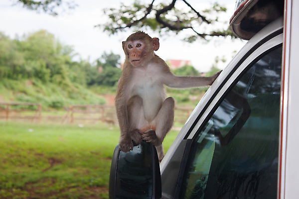 포토 JPG 해외이미지 나무 동물 응시 얼굴 야생동물 포유류 태국 자연 사람없음 야외 초록색 노란색 나뭇가지 원숭이 표현 숲 큼 열대우림 코 귀 주둥이 내추럴 섬광 아마존 총구 해외202004 해외포토 식물 시선 아시아 컬러 신체부위 크기 생태계 파일형식 이미지허브