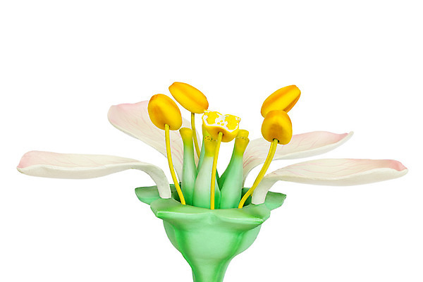 포토 JPG 해외이미지 식물 모델 여자 교육 남자 꽃잎 꽃 줄기 해부 학교 실내 사람없음 내부 초록색 스터디 노란색 공구 가르침 개화 플라스틱 생물학 합성 시범 예시 인공 인턴 스타일 해외202004 해외포토 컬러 비즈니스 의학 재질 사람 학습 도구 파일형식 이미지허브