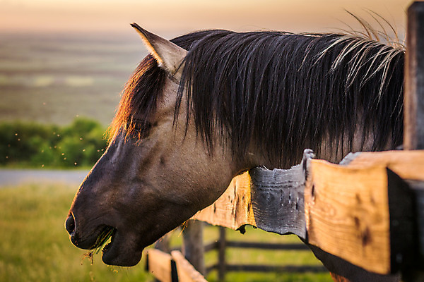포토 JPG 해외이미지 식물 동물 1 계절 음식 곤충 포유류 자연 초식동물 풍경 사람없음 야외 목재 옆모습 초록색 여름 울타리 햇빛 농장 갈색 머리 평화 일출 맑음 침묵 일몰 목장 시골 먹이 방목 땅 먹기 묘사 문학 갈기 빛망울 넘어짐 동물상 찰과상 해외202004 해외포토 나무 뷰포인트 컬러 컨셉 농업 재료 모션 날씨 신체부위 빛 담장 태양 조형물 노을 소리 축산업 상처 생태계 파일형식 이미지허브