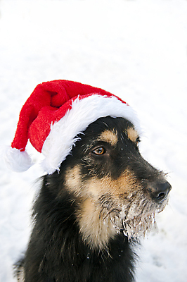 포토 JPG 해외이미지 동물 크리스마스 겨울 산타모자 양말 수염 사람없음 빨간색 반려동물 산타클로스 흰색 직물 개 달콤 자르기 엽서 캡모자 해외202004 해외포토 모자_잡화 계절 기념일 컬러 포유류 모션 맛 편지 파일형식 이미지허브