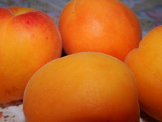 포토 JPG 해외이미지 열매 음식 백그라운드 다이어트 자연 건강 사람없음 빨간색 파란색 수확 신선 달콤 맛 사과 유기농 내추럴 숙성 해외202004 해외포토 식물 웰빙 컬러 컨셉 농업 과일 생태계 파일형식 이미지허브