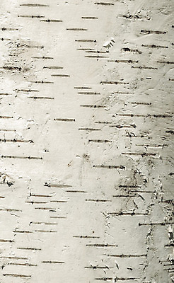 포토 JPG 해외이미지 나무 식물 디자인 줄기 백그라운드 패턴 자연 벽지 표면 추상 사람없음 야외 목재 줄무늬 흰색 점 숲 피부 묘사 질감 나무껍질 자작나무 잡동사니 수목 해외202004 해외포토 컬러 무늬 재료 신체부위 껍질 생태계 파일형식 이미지허브