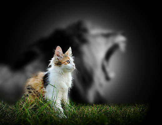 포토 JPG 해외이미지 동물 응시 남자 야생동물 백그라운드 포유류 아프리카 자연 털 그림자 사람없음 반려동물 검은색 고양이 힘 거울 흰색 용기 변화 닫기 위험 사자 작음 큼 왕 사파리 리더 육식동물 사자자리 솜털 셀프 웅장함 해외202004 해외포토 그릇 시선 나라 컬러 컨셉 모션 사람 별자리 크기 생태계 파일형식 이미지허브