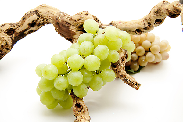 포토 JPG 해외이미지 음식 과일 포도 건강 사람없음 초록색 수확 나뭇가지 신선 맛 발사 먹기 흰배경 해외202004 해외포토 나무 컬러 백그라운드 컨셉 농업 모션 흰색 파일형식 이미지허브