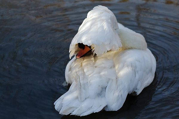 포토 JPG 해외이미지 호수 야생동물 겨울 자연 조류 영국 잉글랜드 사람없음 가로 물 컬러풀 반사 맑음 신선 역사 습지 깃털 백조 물새 서식지 내추럴 구성 동물상 벙어리 잔물결 해외202004 해외포토 자연요소 동물 계절 유럽 물결 컬러 날씨 조형물 생태계 파일형식 이미지허브