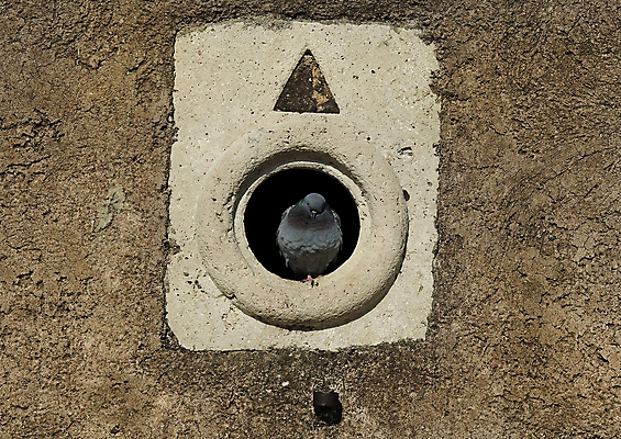 포토 JPG 해외이미지 동물 공원 벽 백그라운드 컨셉 패턴 날개 자연 조류 표면 추상 거리 돌담 사람없음 평화 회색 자유 바위 도시 구멍 심볼 질감 비둘기 부리 장면 타운 옛날 해외202004 해외포토 공공시설 컬러 무늬 담장 돌_바위 생태계 파일형식 이미지허브