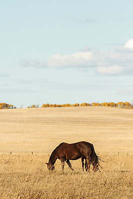 포토 JPG 해외이미지 동물 남자 스포츠 밭 포유류 자연 하늘 사람없음 야외 초록색 파란색 빛 달리기 태양 농장 갈색 머리 점프 힘 일몰 목장 회색 자유 흰색 군중 속도 먼지 갈기 달리기선수 땅바닥 무료 해외202004 해외포토 자연요소 컬러 컨셉 농업 모션 바닥 사람 신체부위 노을 생태계 육상선수 파일형식 이미지허브