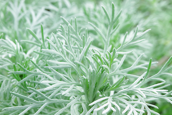 포토 JPG 해외이미지 식물 백그라운드 잎 국화 사람없음 사진촬영 약초 은색 허브 언덕 그림 부드러움 영원 억울 해외202004 해외포토 꽃 감정 컬러 촬영 풀_식물 감각 파일형식 이미지허브