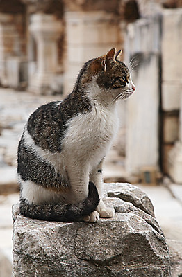 포토 JPG 해외이미지 동물 응시 문화 여행 건축양식 앉기 사람없음 야외 옆모습 세로 반려동물 고양이 기둥 역사 기념물 칠면조 그리스인 로마인 옛날 파멸 해외202004 해외포토 서양인 시선 건축 뷰포인트 컨셉 포유류 모션 조류 인종 파일형식 소멸 이미지허브
