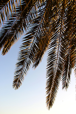 포토 JPG 해외이미지 모양 나무 식물 바다 섬 여행 잎 자연 휴가 휴식 손바닥 그림자 사람없음 초록색 태양 맑음 검은색 일몰 뜨거움 저녁 하와이 코코넛 이국적 파라다이스 해외202004 해외포토 자연요소 손 컬러 컨셉 과일 날씨 노을 미국 야간 생태계 파일형식 이미지허브