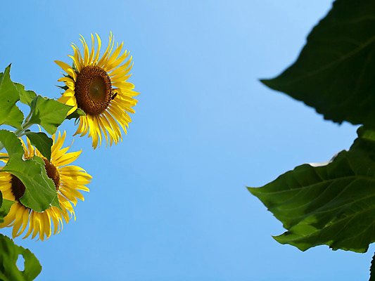 포토 JPG 해외이미지 식물 계절 꽃잎 꽃 행복 백그라운드 잎 꽃무늬 밭 농업 자연 벽지 하늘 추상 해바라기 프레임 사람없음 야외 초록색 여름 파란색 빛 컬러풀 햇빛 농장 노란색 우주 환경 정원 맑음 봄 성장 벚꽃 개화 그룹 유기농 장면 꽃가루 꽃수술 세련 해외202004 해외포토 웰빙 감정 산업 컬러 무늬 날씨 태양 가루 생태계 파일형식 이미지허브