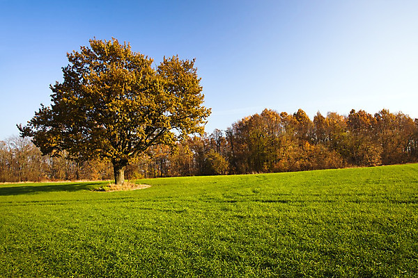 포토 JPG 해외이미지 나무 식물 계절 공원 야생동물 줄기 단풍 낙엽 잎 오렌지 자연 하늘 아침 날씨 새로움 풍경 사람없음 목재 파란색 빛 햇빛 갈색 노란색 환경 가을 나뭇가지 시골 시간 개울 그룹 숲 9월 연도 고도 자작나무 멀티 전국 해외202004 해외포토 주간 동물 공공시설 컬러 컨셉 과일 재료 강 태양 날짜 생태계 파일형식 이미지허브