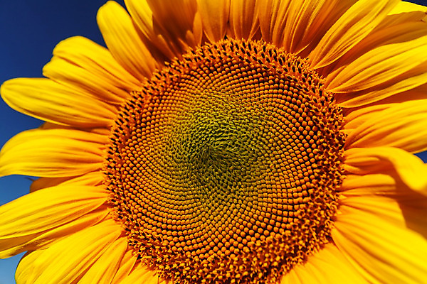 포토 JPG 해외이미지 식물 구름 꽃잎 꽃 줄기 백그라운드 잎 농업 자연 해바라기 사람없음 여름 햇빛 노란색 머리 우주 정원 활발 젖음 침대 수분 합성 꽃가루 꽃수술 세련 해외202004 해외포토 자연요소 계절 산업 컬러 가구 컨셉 신체부위 태양 가루 생태계 파일형식 이미지허브