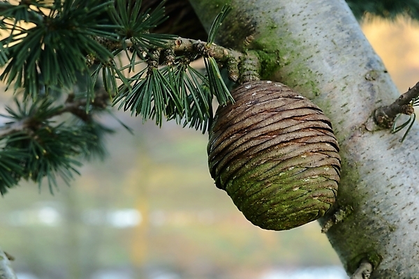 포토 JPG 해외이미지 나무 식물 잎 겨울 자연 사람없음 초록색 갈색 나뭇가지 소나무 숲 상록수 침엽수 전나무 해외202004 해외포토 계절 컬러 생태계 파일형식 이미지허브