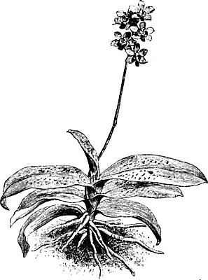 EPS 해외이미지 꽃 아시아 선 일러스트 미술 검은색 중국 수확 흰색 난초 인도인 대만 그림 호접란 판화 나방 남쪽 해외202004 해외일러스트 외국인 식물 나라 컬러 곤충 농업 문화예술 동양인 방향 파일형식 벡터 이미지허브