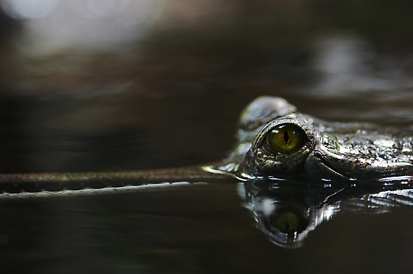 포토 JPG 해외이미지 파충류 종류 사람없음 입 행운 치아 덩굴 묘사 악어 멸종 해외202004 해외포토 식물 동물 컨셉 신체부위 소화기관 파일형식 이미지허브