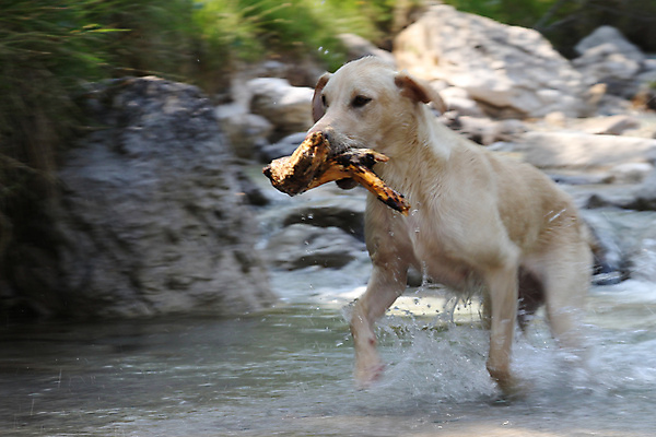 포토 JPG 해외이미지 동물 사람없음 목재 강 노란색 점프 개 래브라도리트리버 속도 블러 해외202004 해외포토 나무 컬러 재료 포유류 모션 리트리버 파일형식 이미지허브