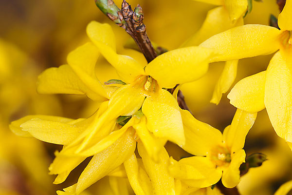 포토 JPG 해외이미지 식물 꽃잎 꽃 분홍색 꽃다발 꽃무늬 자연 사람 사람없음 빨간색 머리 봄 튤립 벚꽃 개화 우아함 확대 오브젝트 싱글 데이지 향기 꽃가루 캐모마일 해외202004 해외포토 계절 컬러 컨셉 무늬 신체부위 가루 허브 생태계 냄새 파일형식 이미지허브