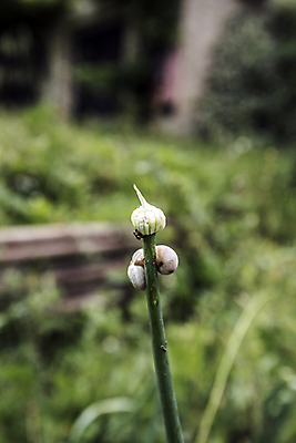 포토 JPG 해외이미지 식물 동물 잎 나선형 사람없음 여름 햇빛 평화 정원 힘 봄 활발 습기 에너지 탐험 껍질 시골 신선 피부 순수 오르기 부드러움 덮기 강렬 평형 동정 해외202004 해외포토 계절 컨셉 무늬 모션 신체부위 태양 수영 감각 파일형식 이미지허브