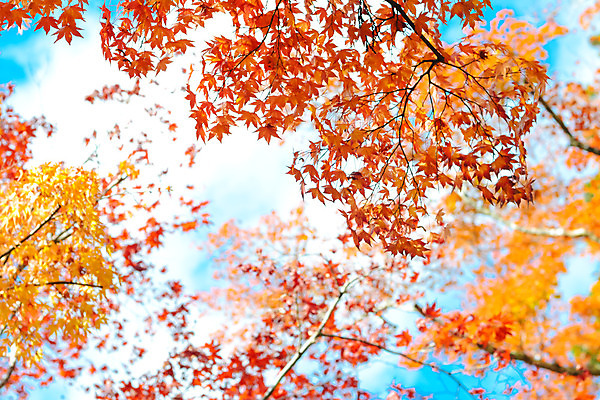 포토 JPG 해외이미지 나무 식물 계절 공원 여행 백그라운드 단풍 잎 오렌지 자연 하늘 추상 풍경 사람없음 야외 빨간색 초록색 파란색 빛 컬러풀 햇빛 노란색 정원 일본 가을 나뭇가지 황금 숲 질감 장면 내추럴 교토 해외202004 해외포토 공공시설 아시아 컬러 무늬 과일 태양 생태계 파일형식 이미지허브